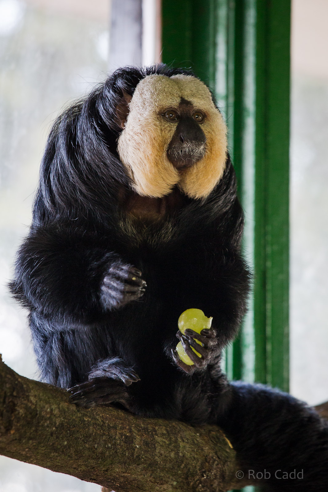 White-faced saki : Whipsnade : 01 Mar 2015