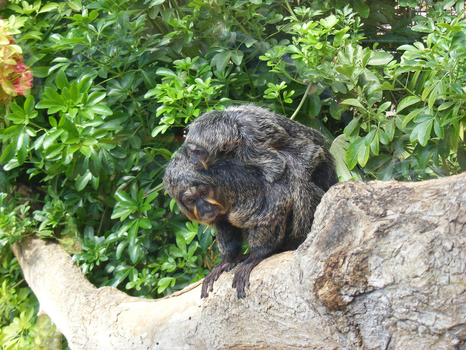 White-faced saki with baby at Marwell Wildlife, 7 August 2011