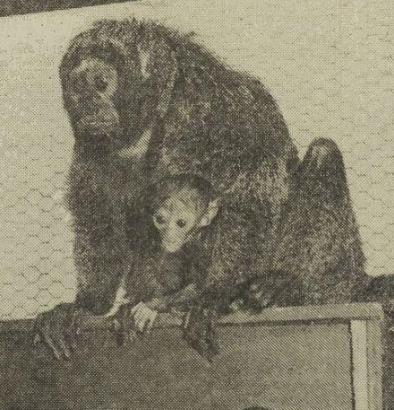 White-faced saki with young