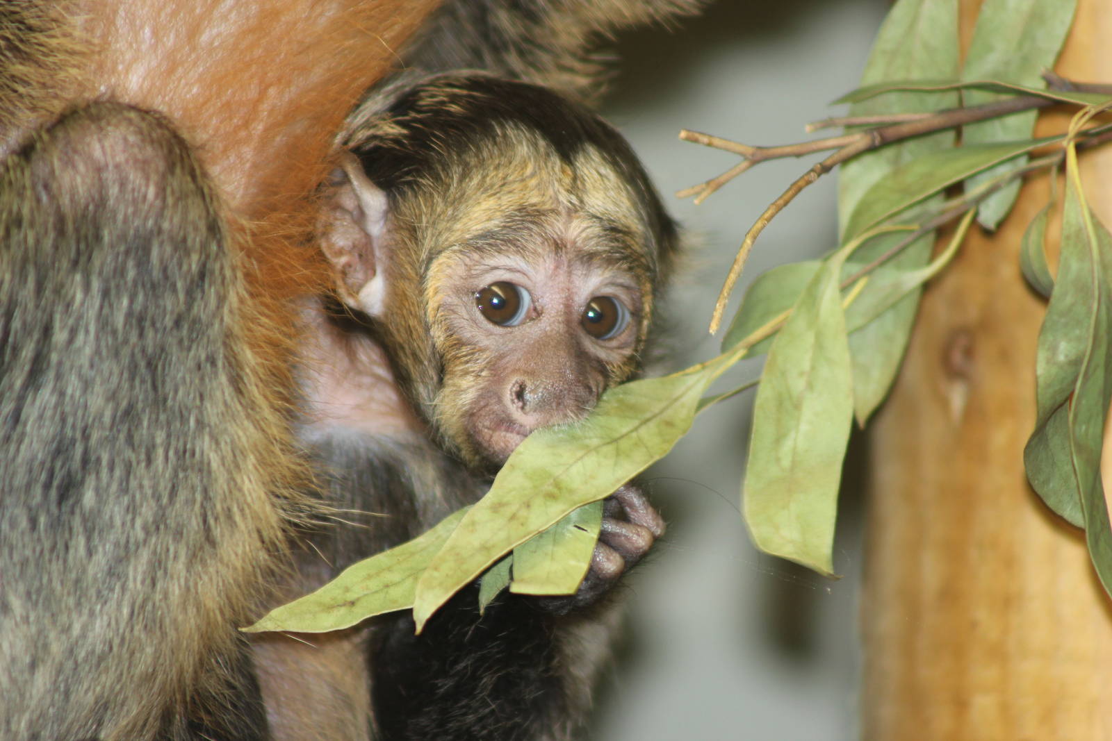 White-faced saki youngster