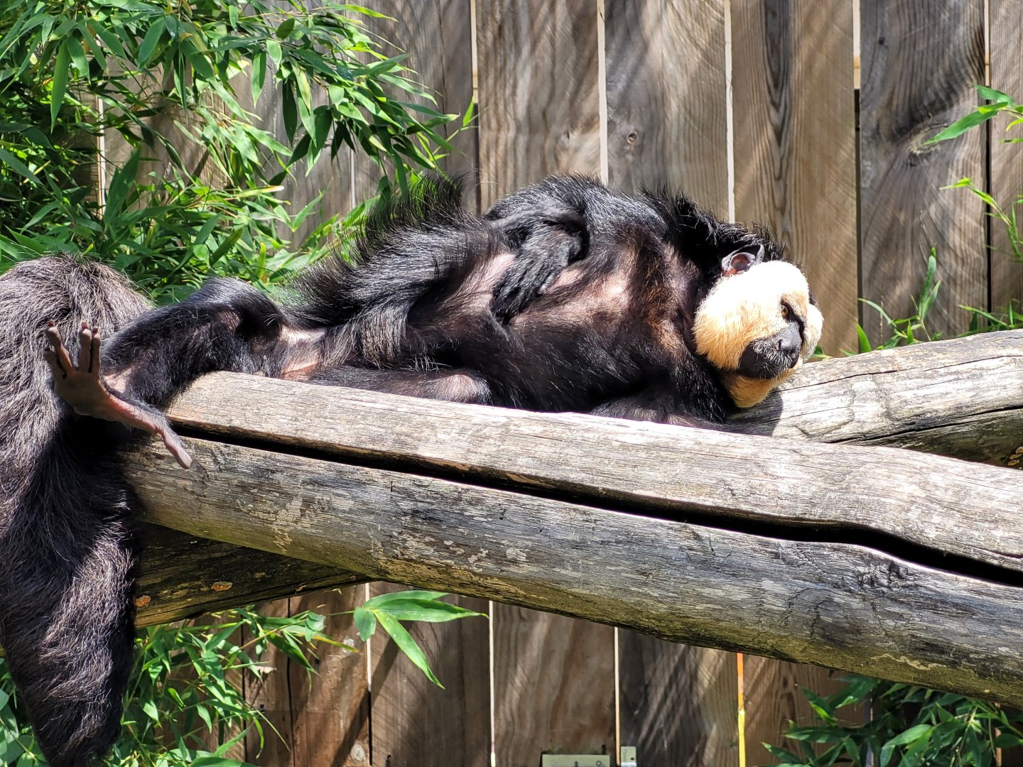 White-faced saki -Zoo du bassin d'Arcachon (2024)