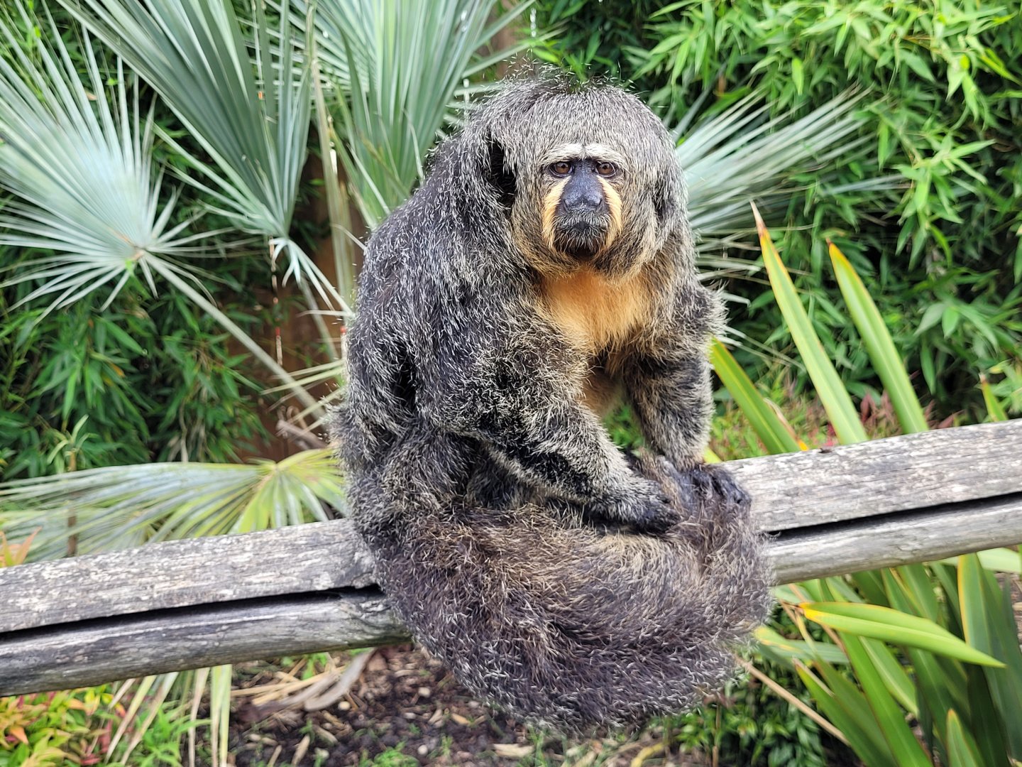 White-faced saki -Zoo du bassin d'Arcachon (2024)