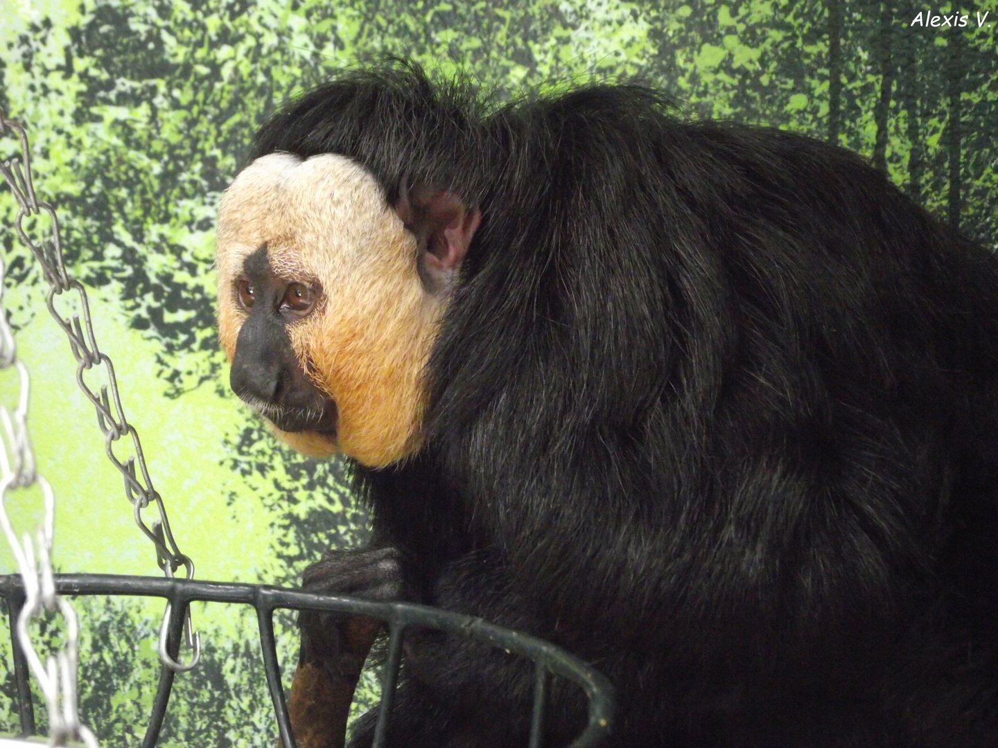 White-faced Saki - Zooparc de Beauval - 08/2022