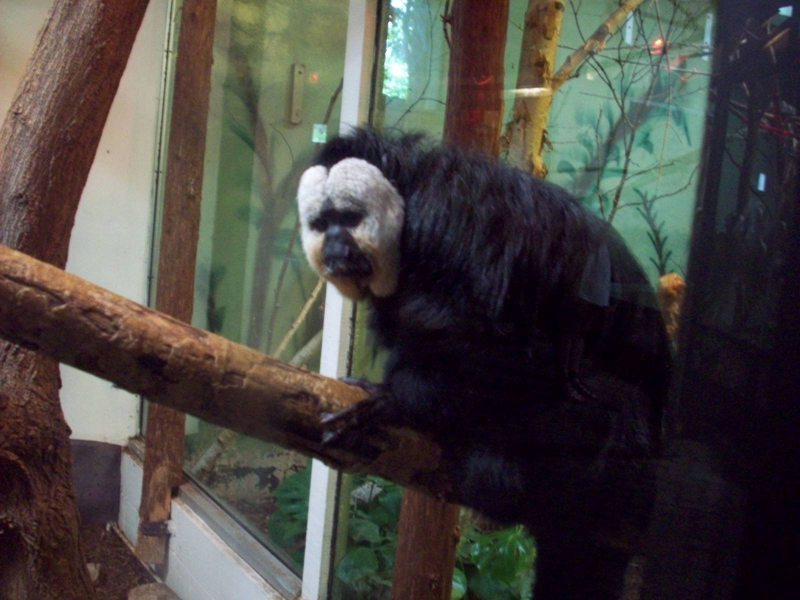 White-faced Saki