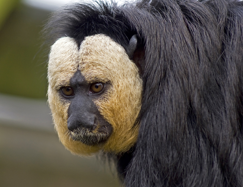 White-faced Saki