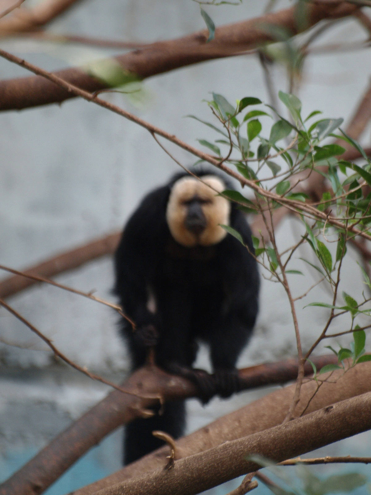 white-faced saki