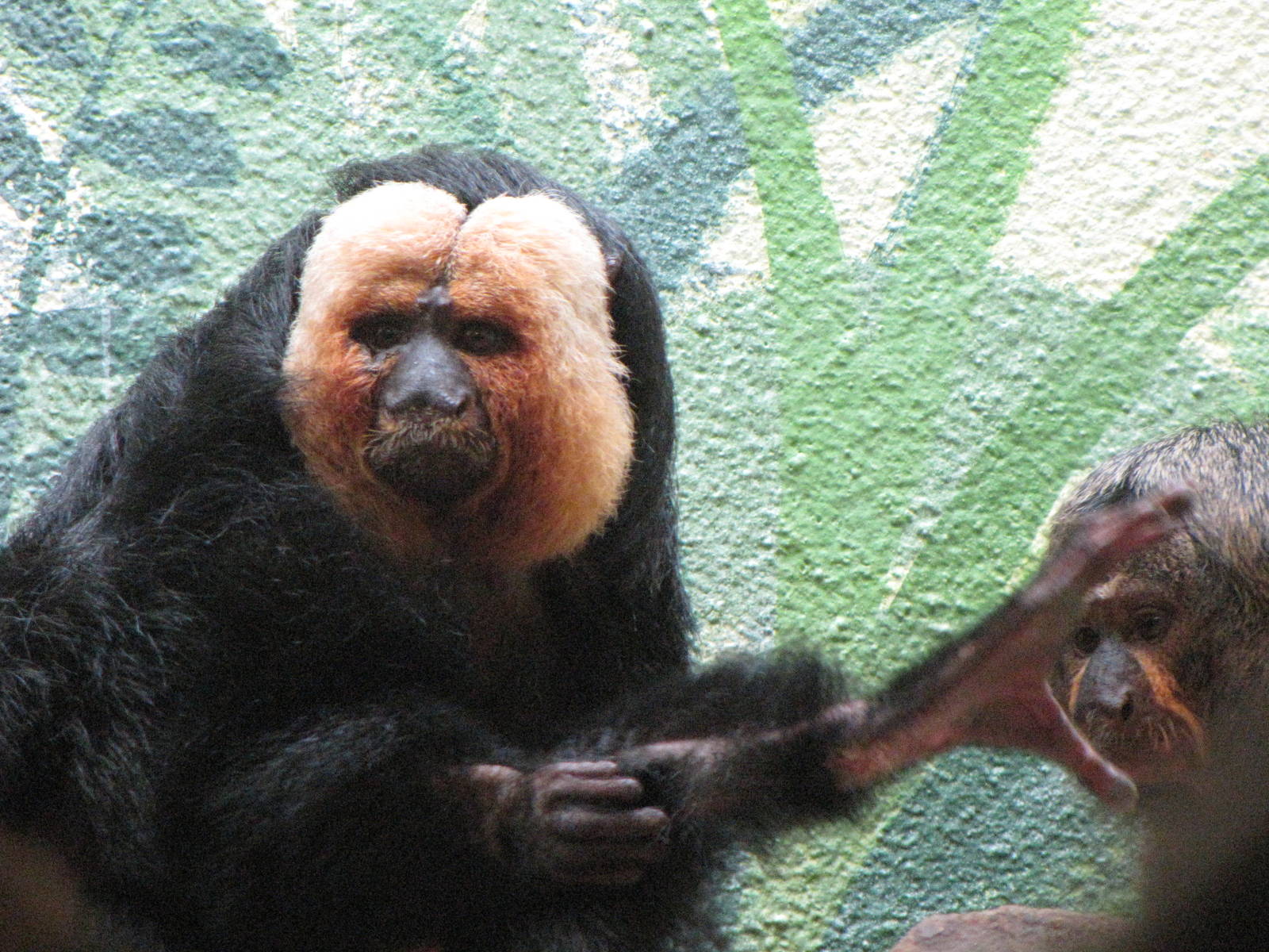 White-faced Saki