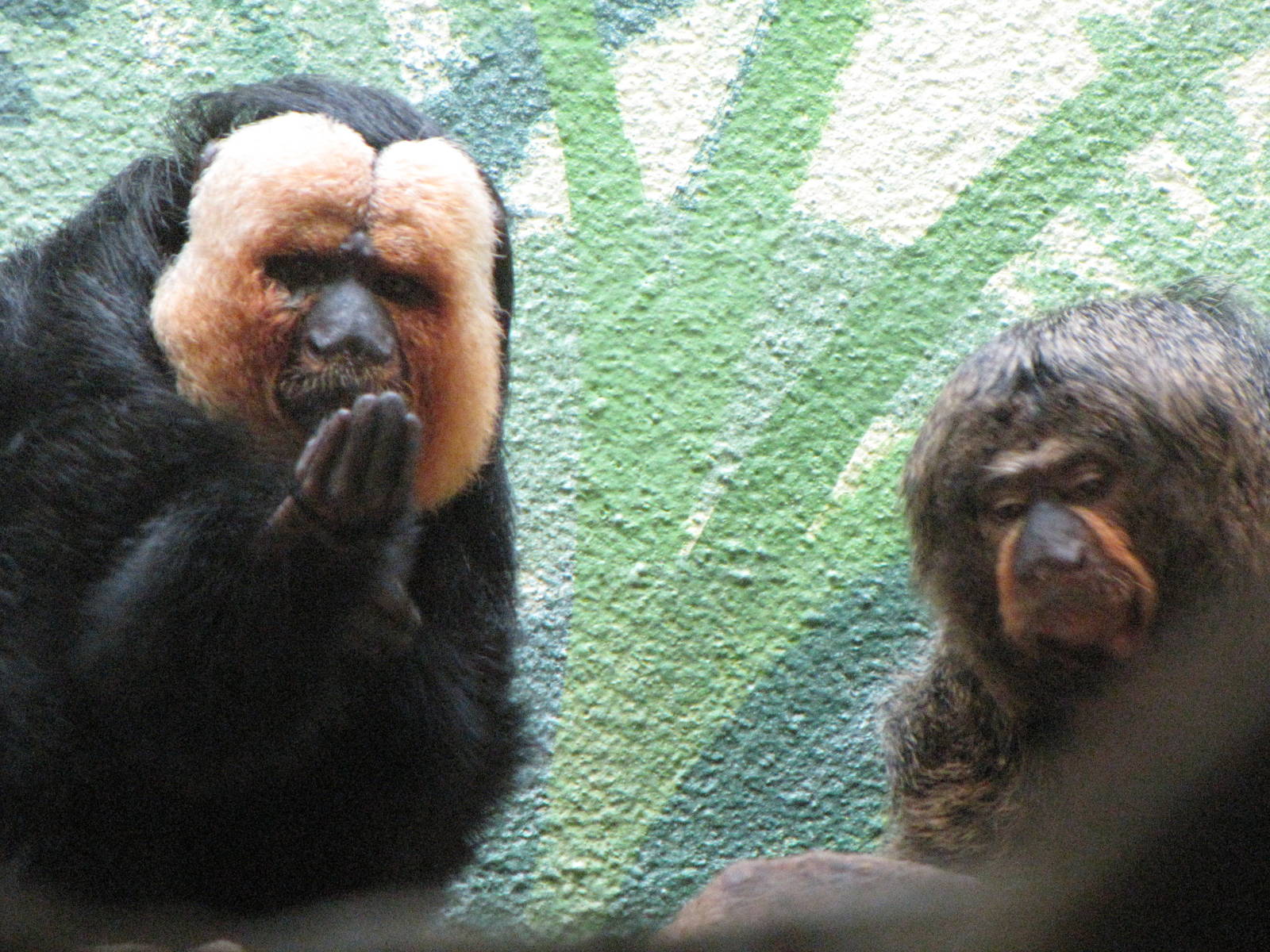 White-faced Saki