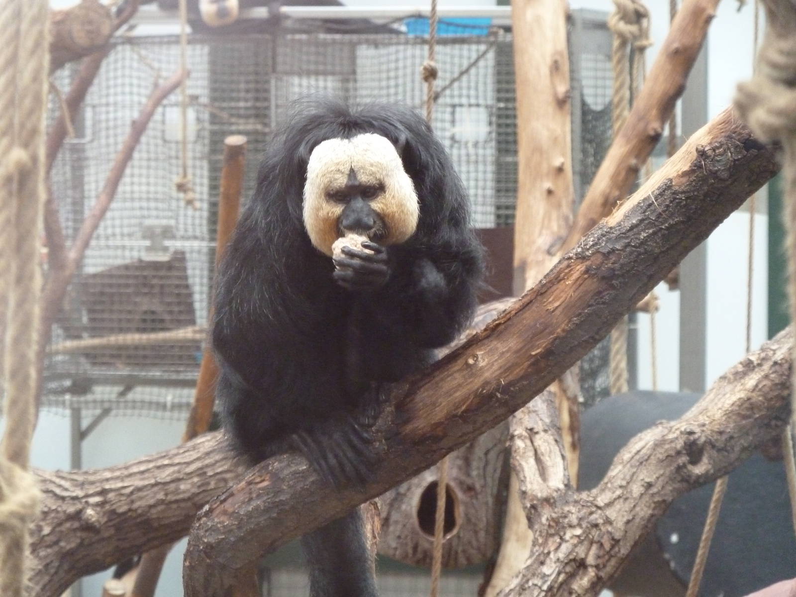 White-faced Saki