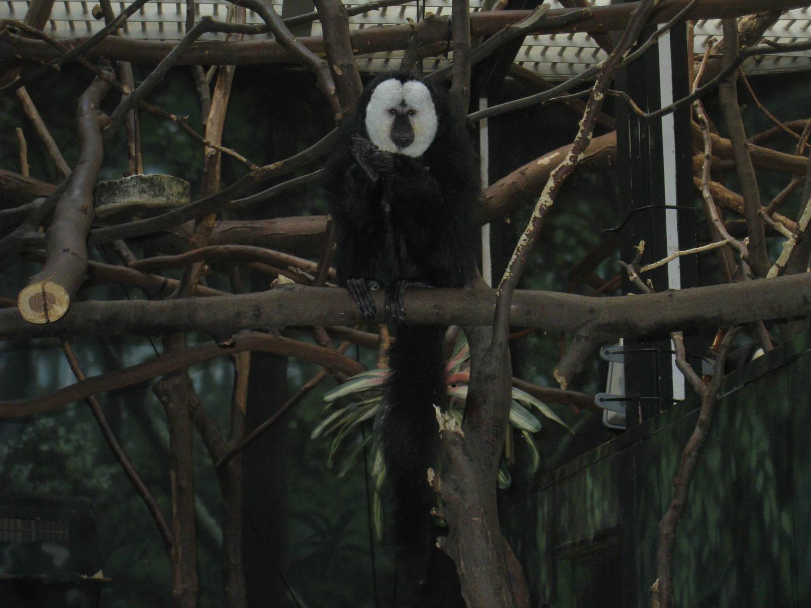 White-faced Saki
