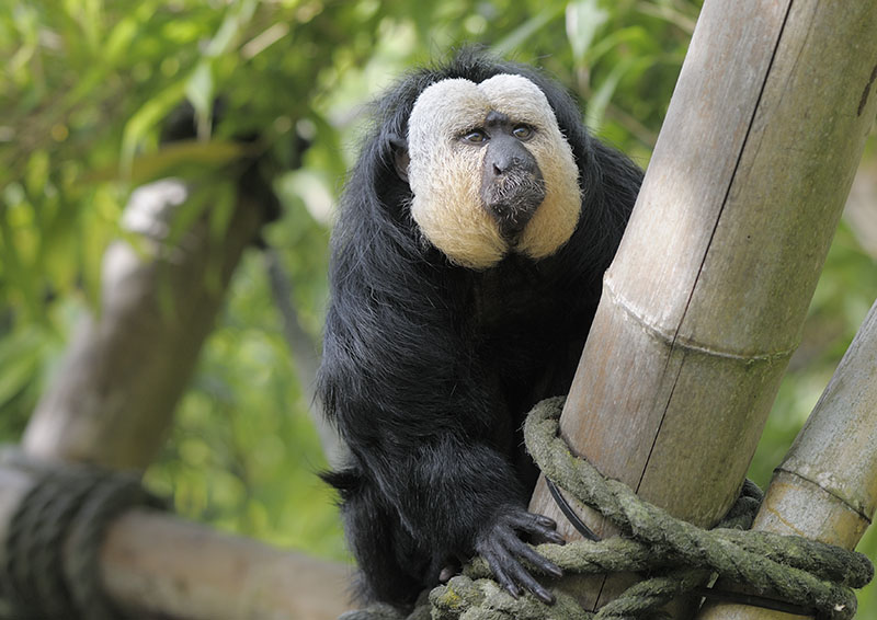 White-faced saki