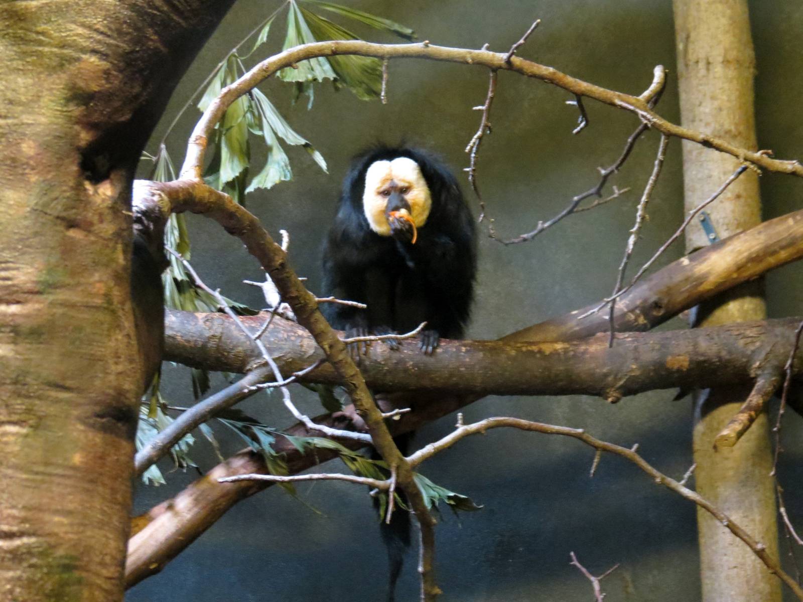 White-faced Saki