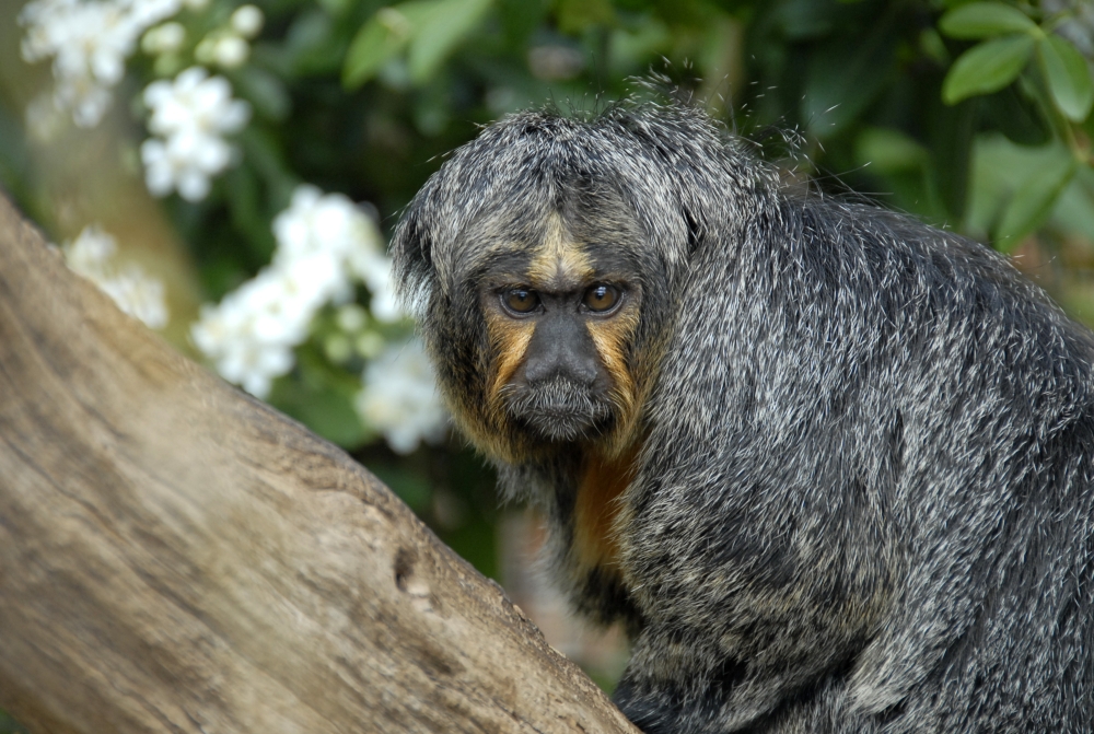 White-Faced Saki