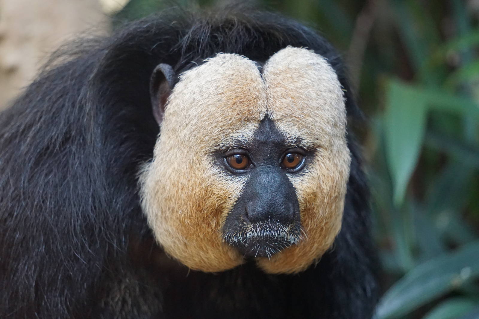 White-faced Saki