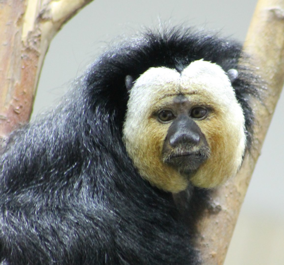 White-faced saki