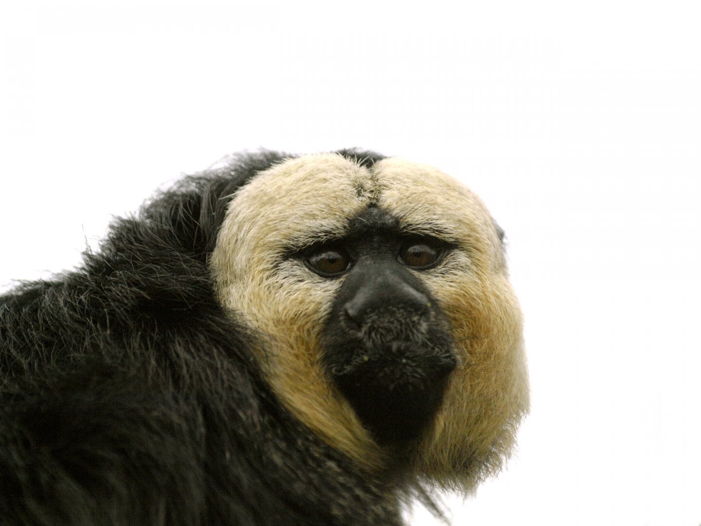 White-faced saki