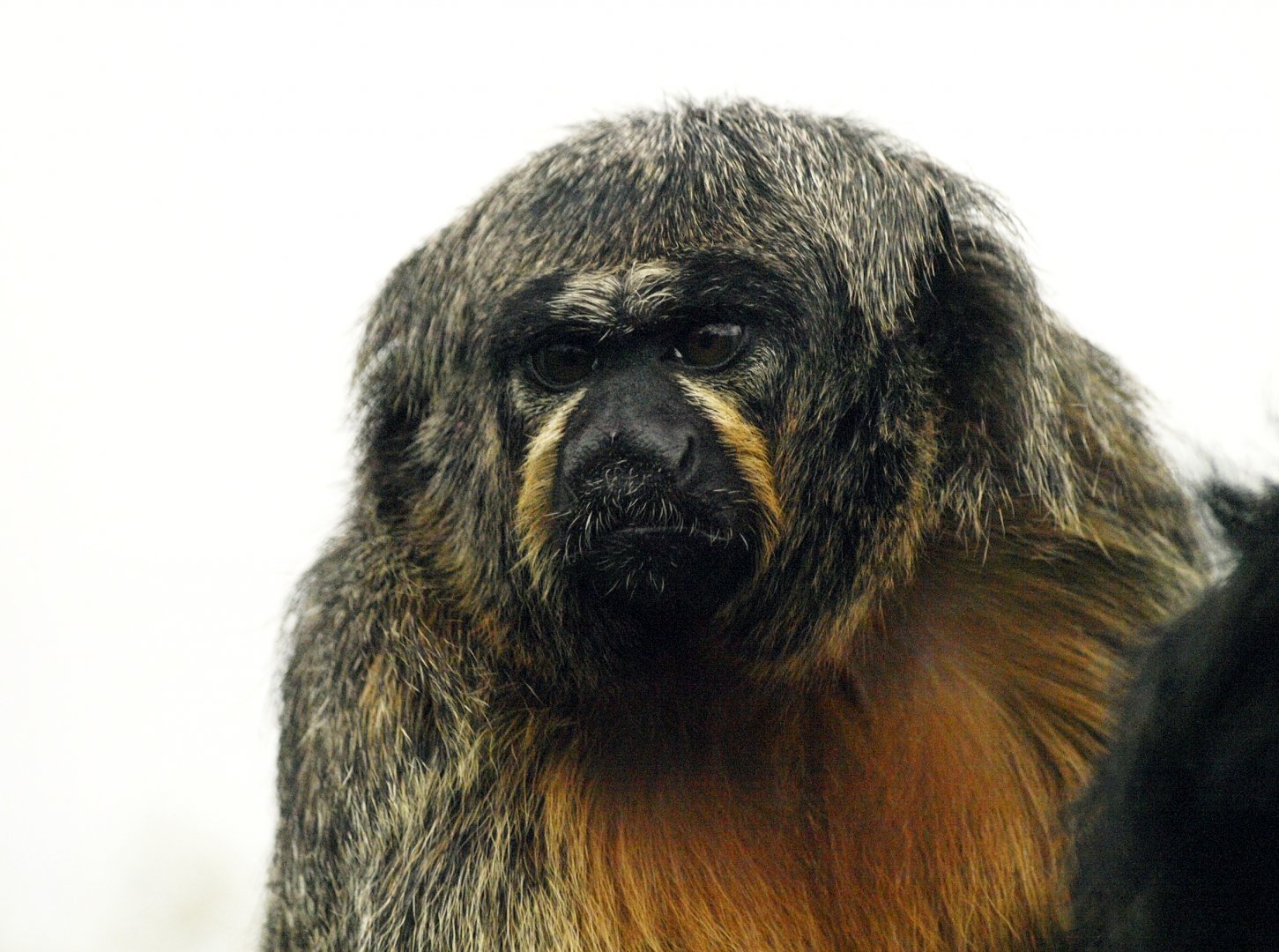 White-faced saki