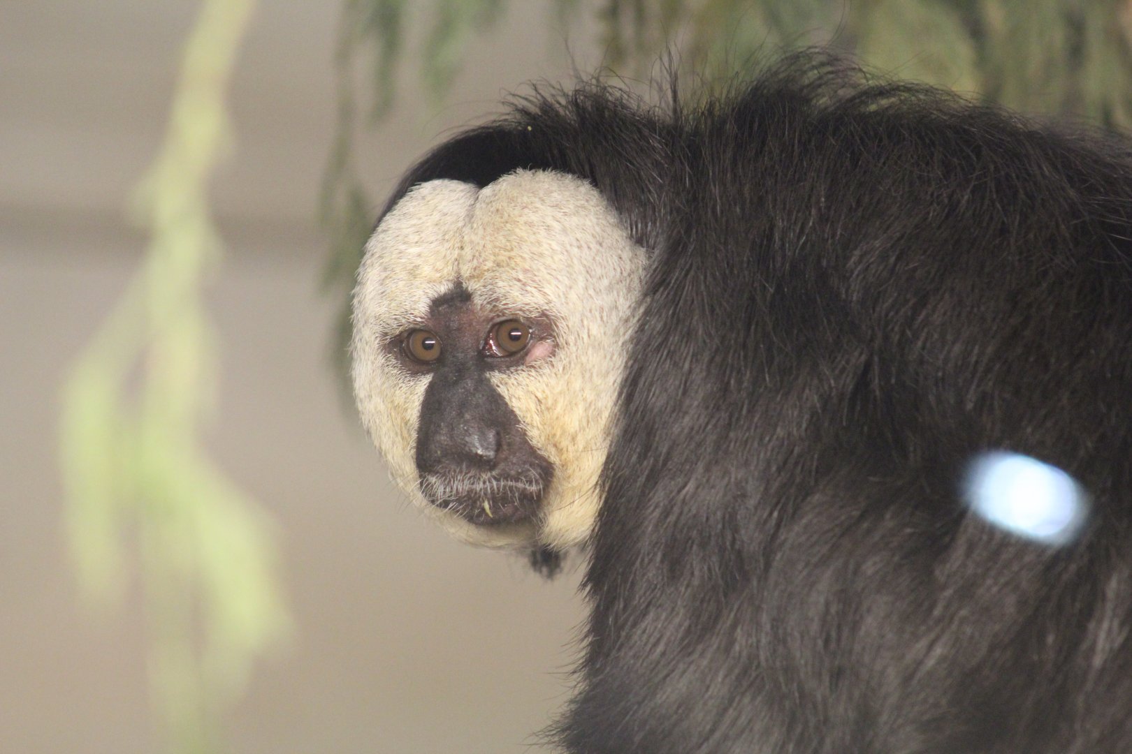 White-Faced Saki