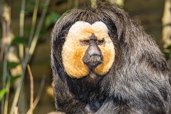 White-faced saki