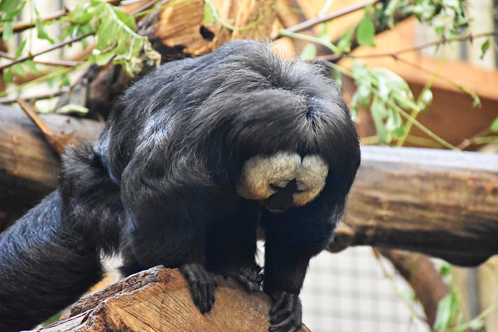 White-faced saki