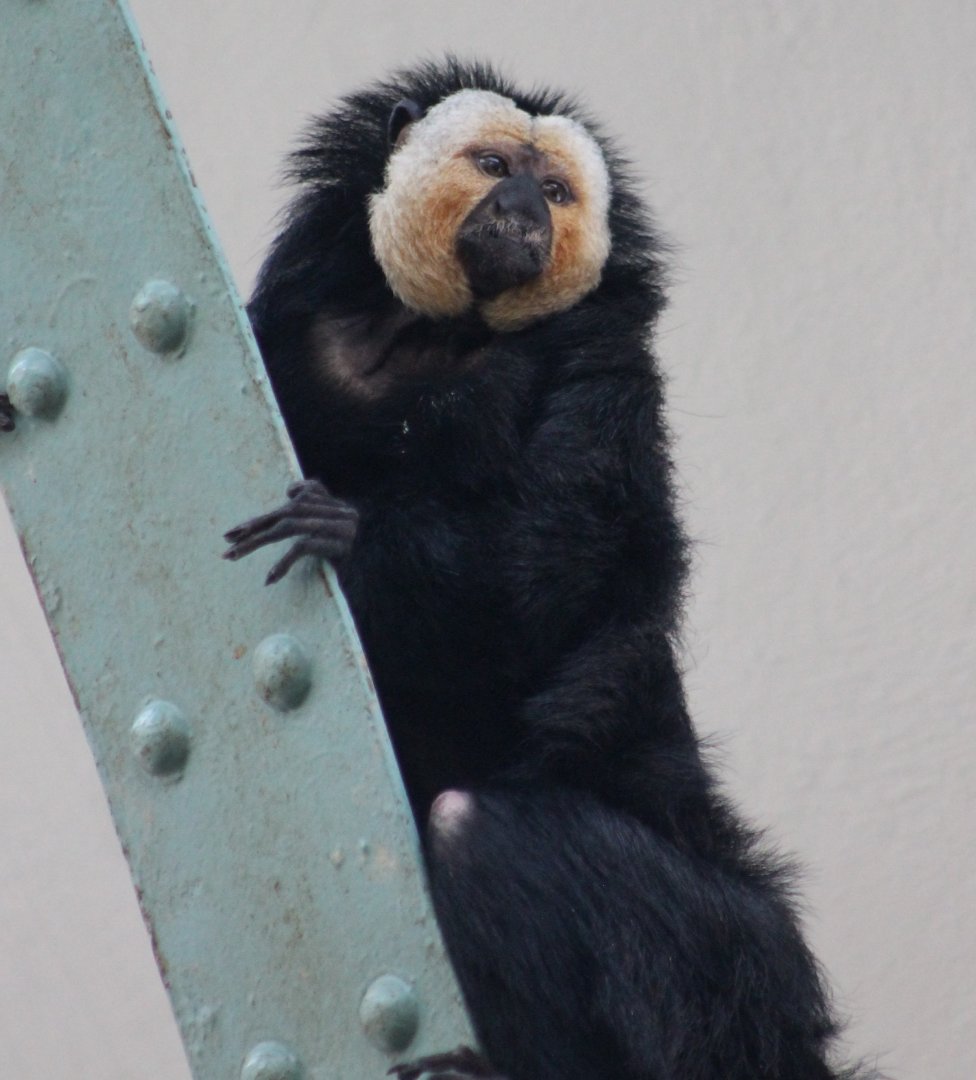 White-faced saki