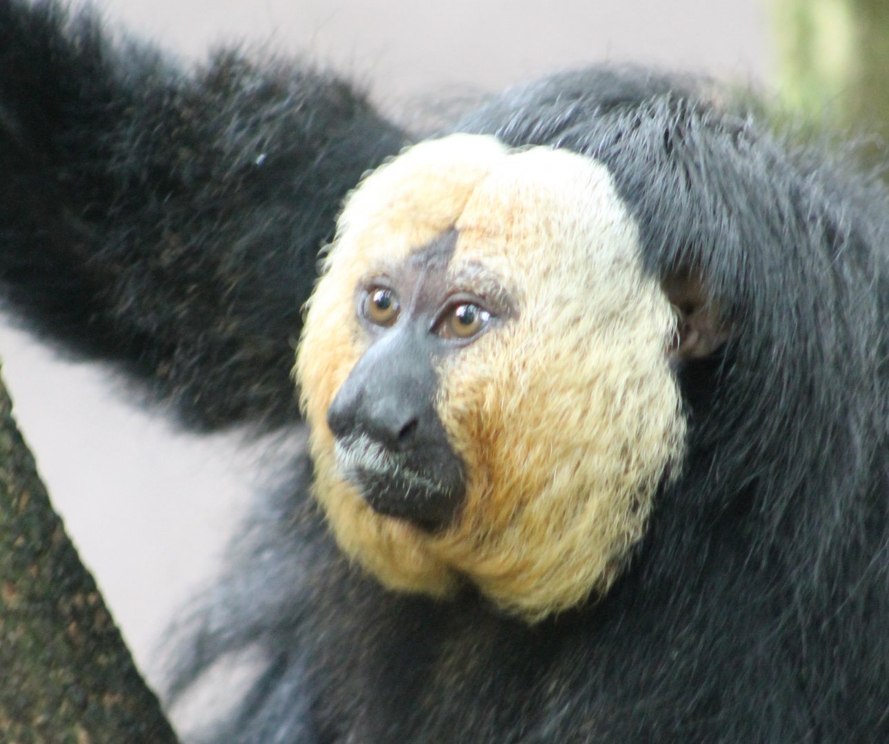 White-faced saki