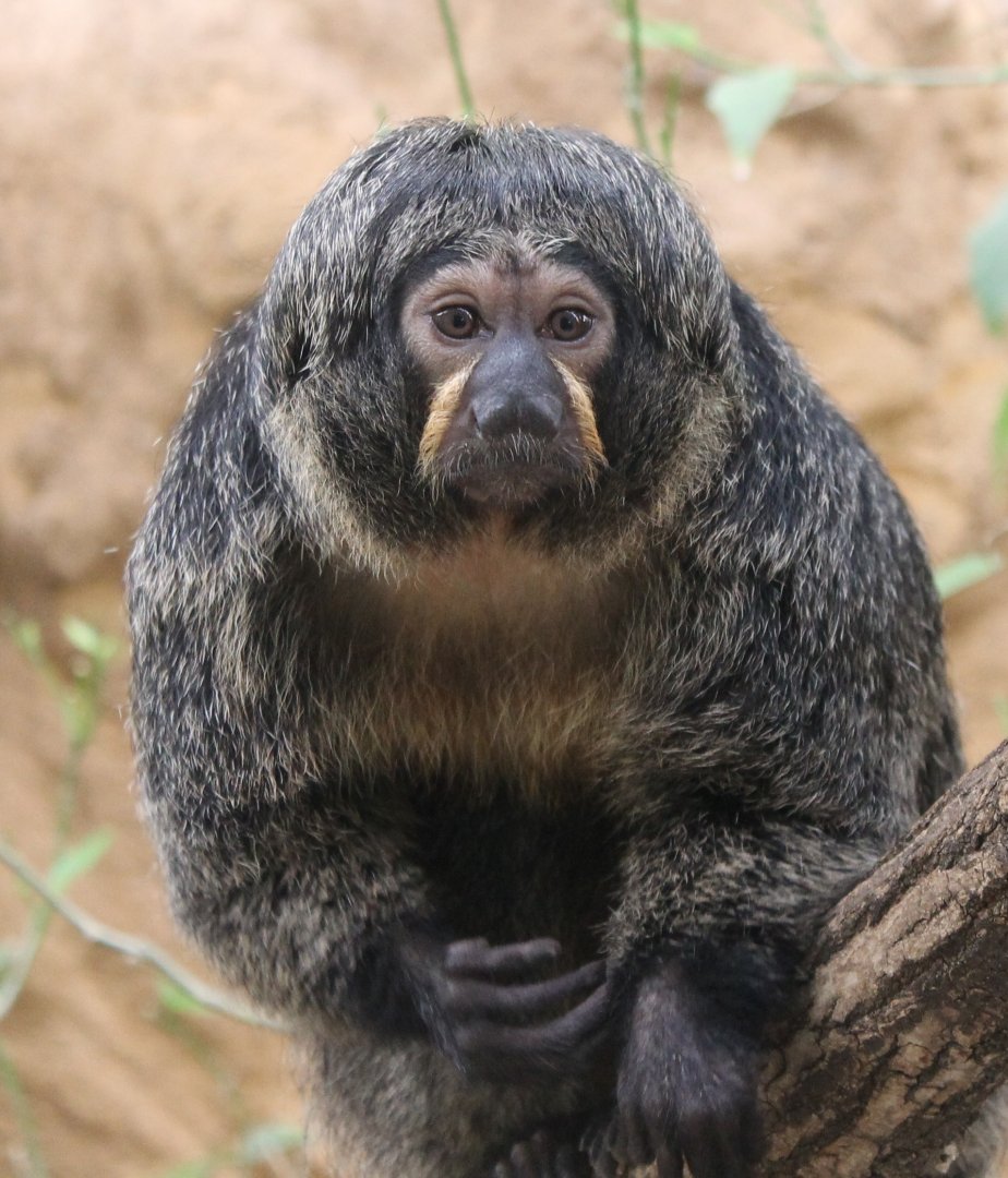 White-faced saki