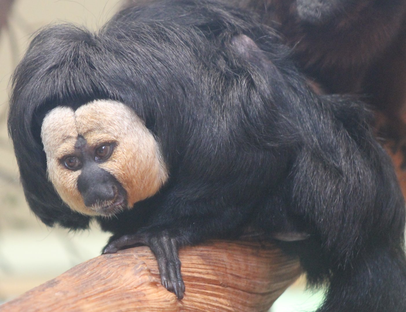 White-faced saki