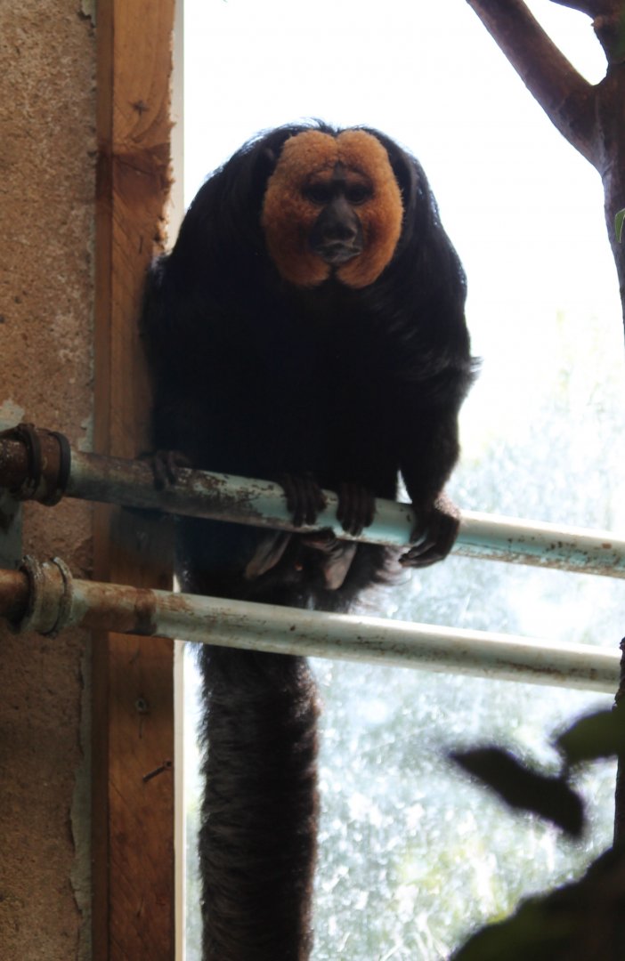 White-faced saki