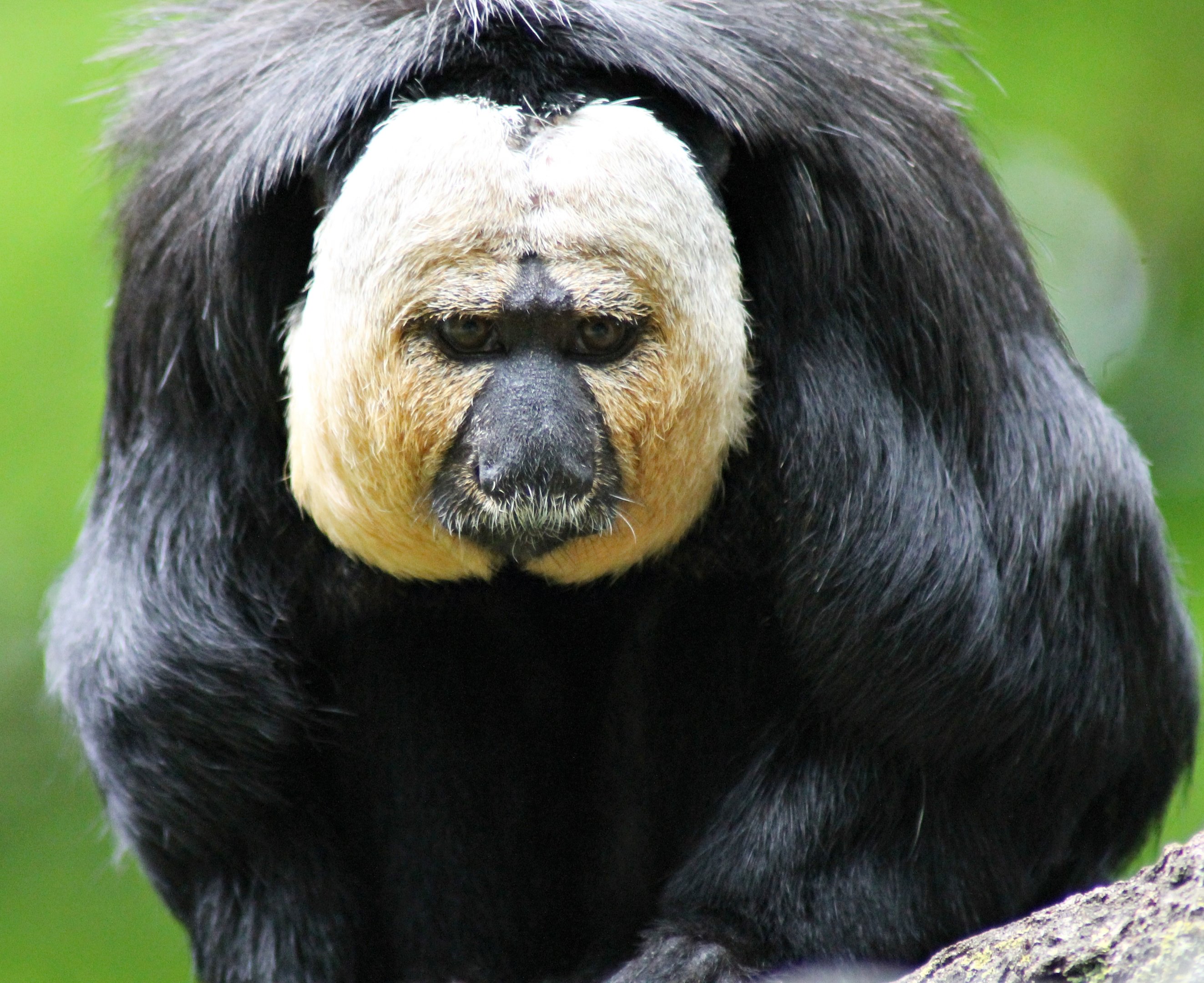 White-faced saki