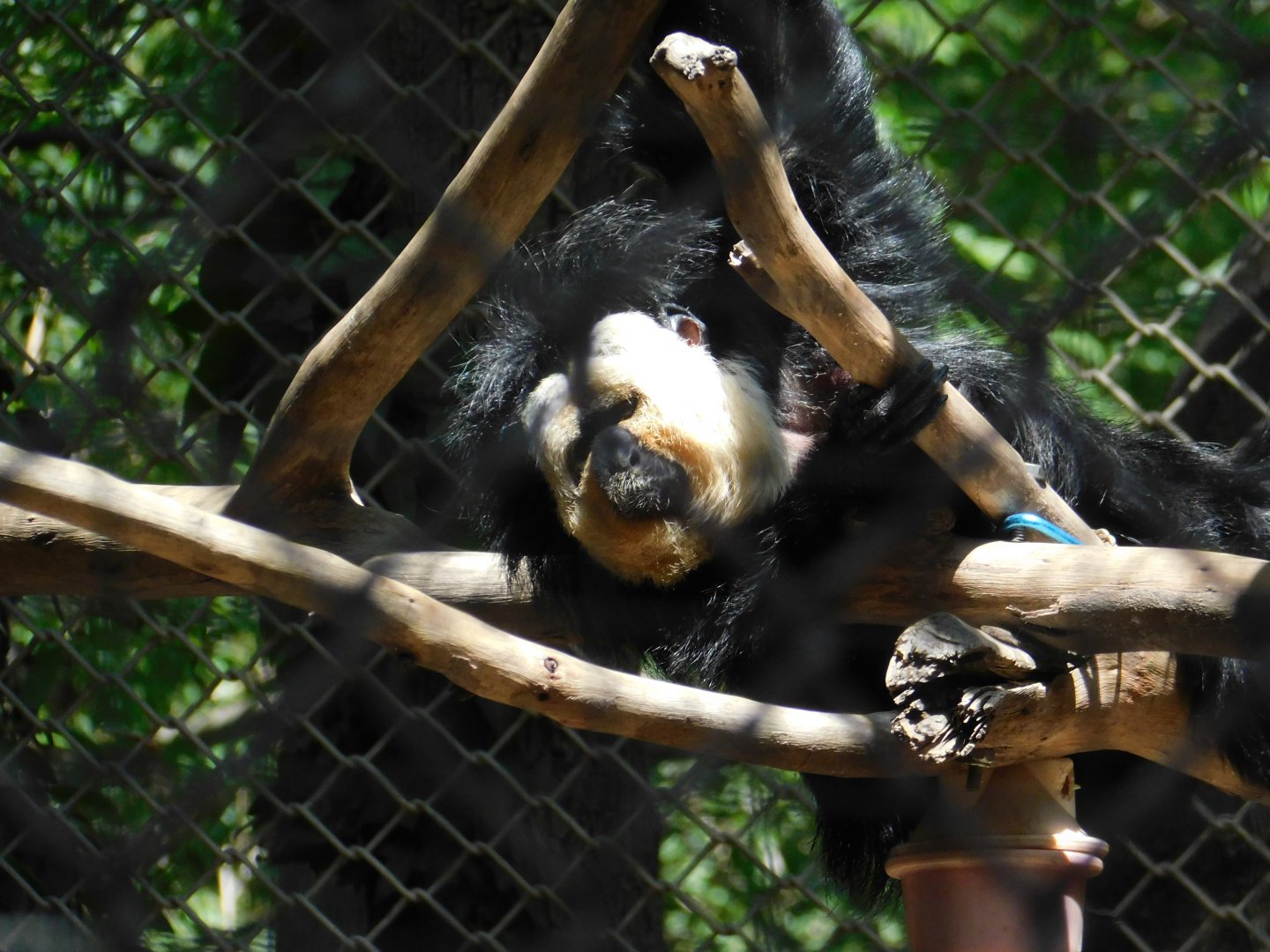 White Faced Saki