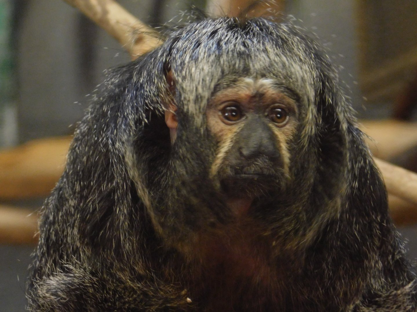 White Faced Saki