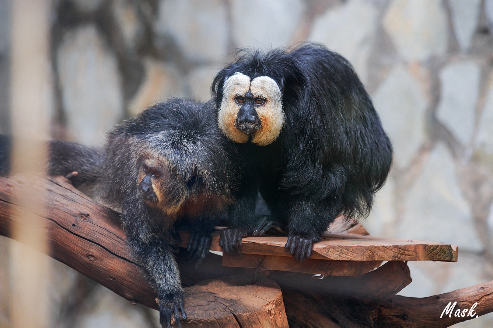 White-faced saki