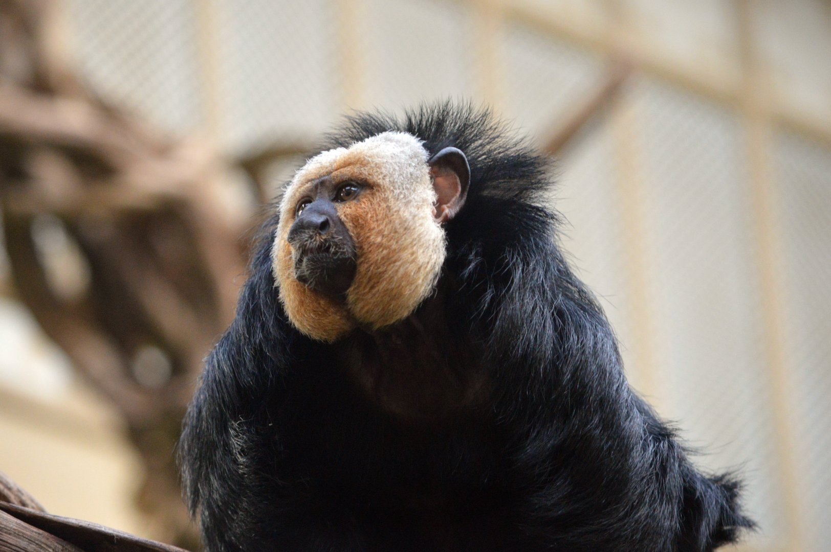 White-faced saki