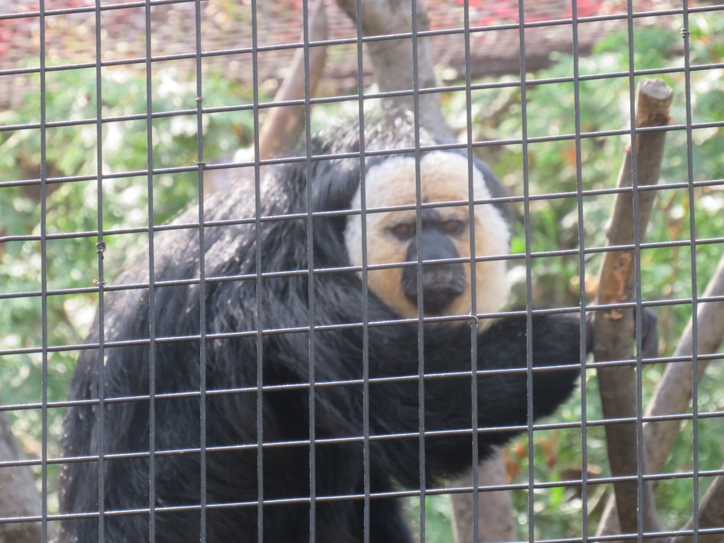 White-faced saki