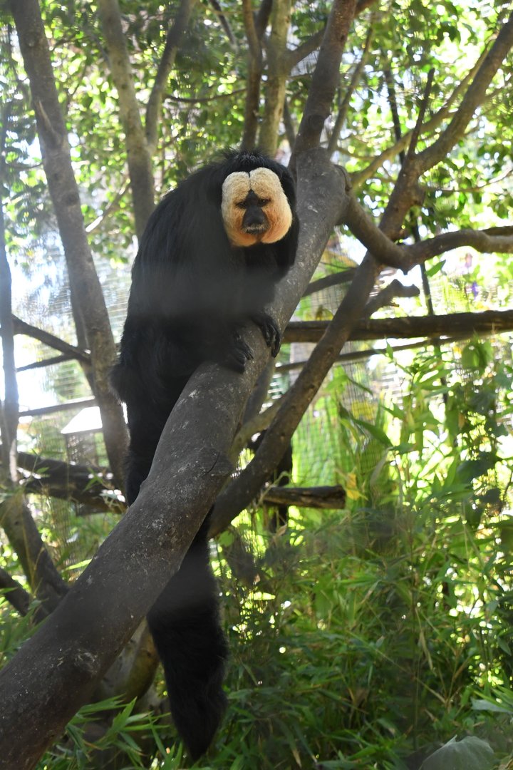 White-faced Saki