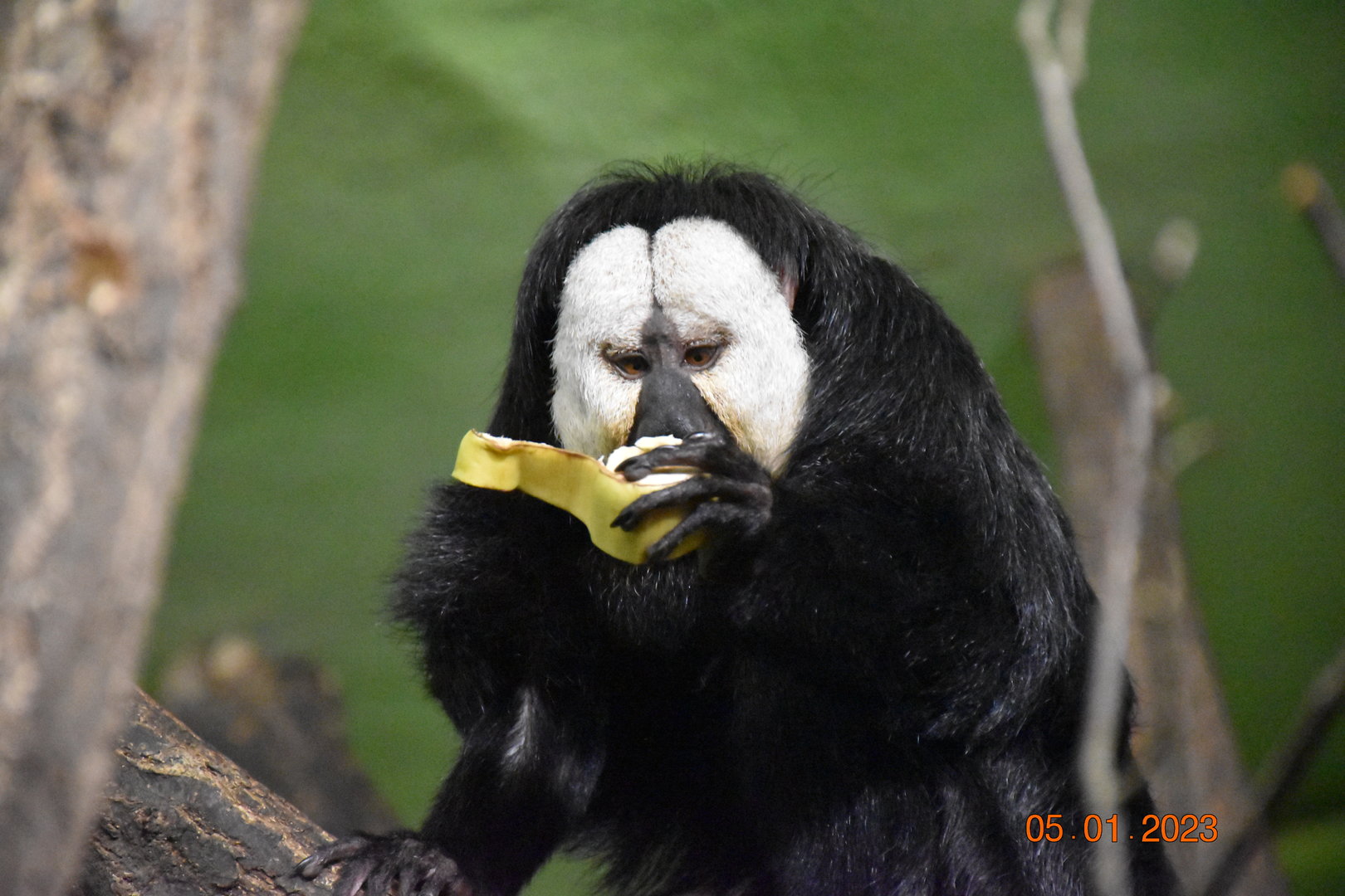 White-faced saki