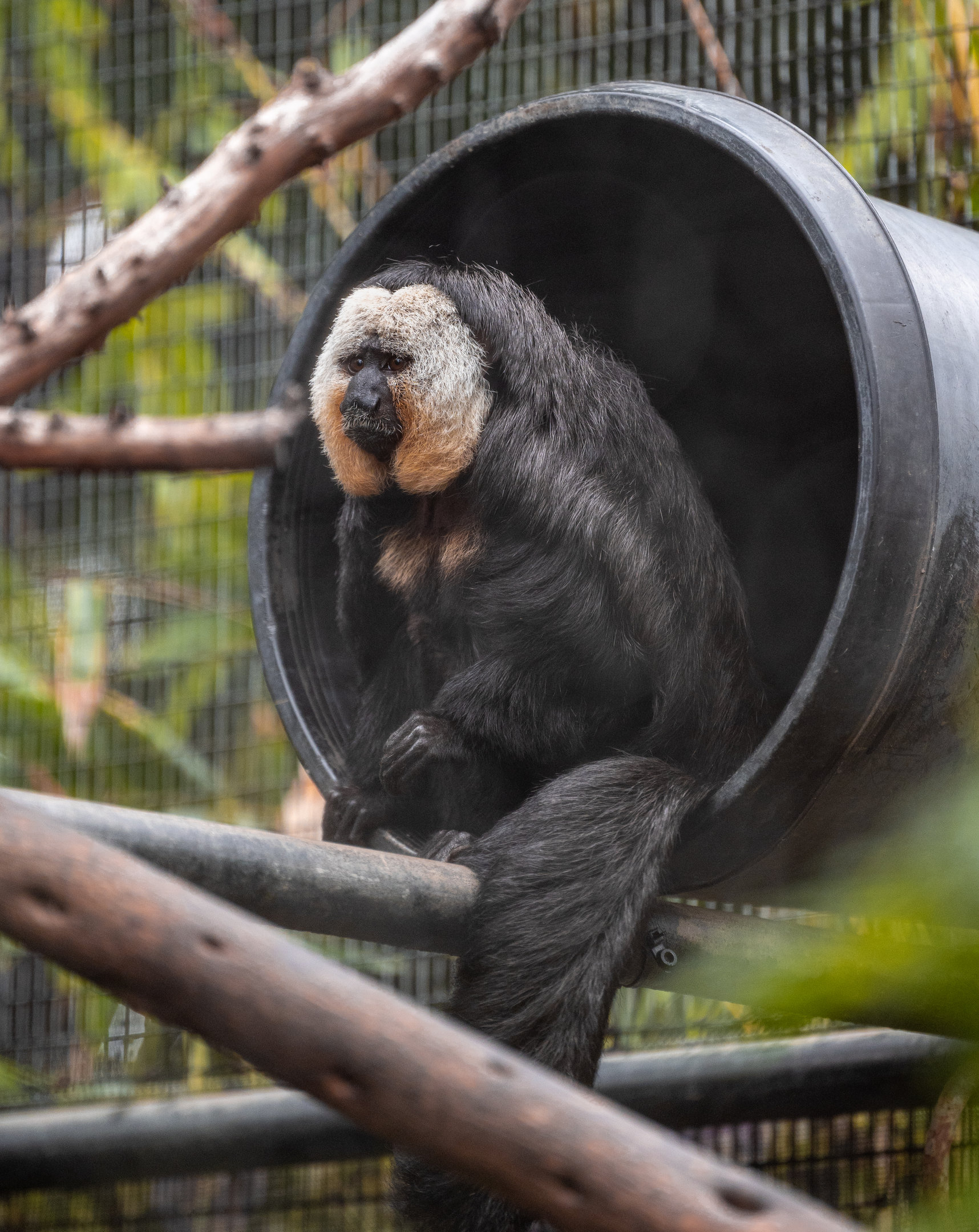 White Faced Saki