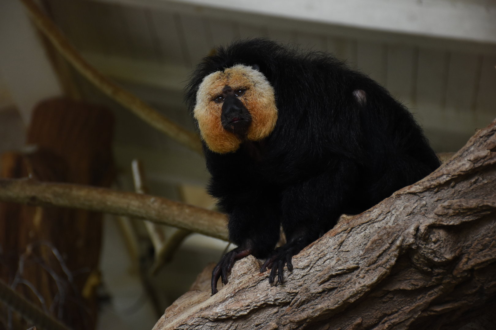 White-faced saki