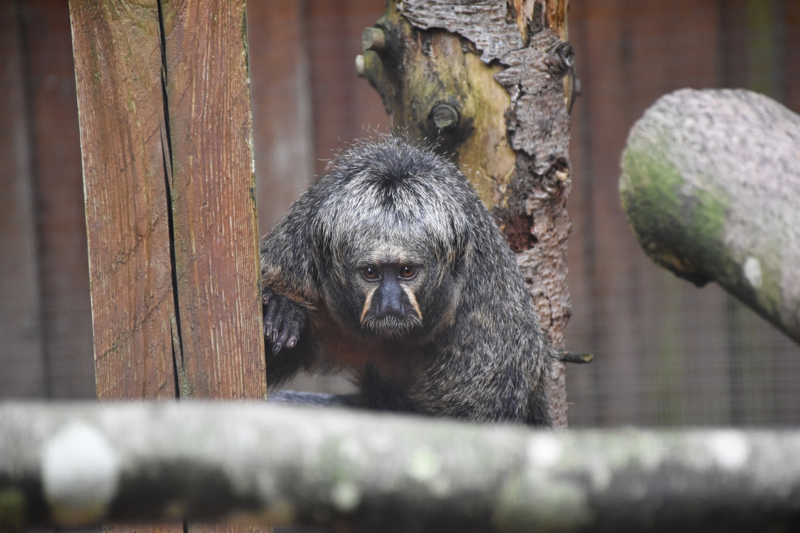 White-faced saki