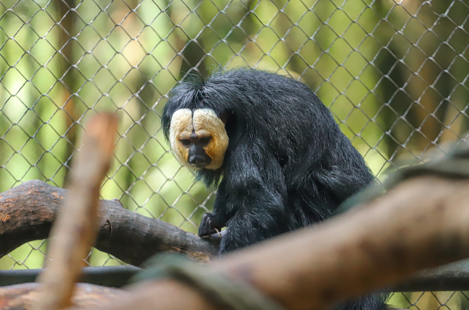 White-faced saki
