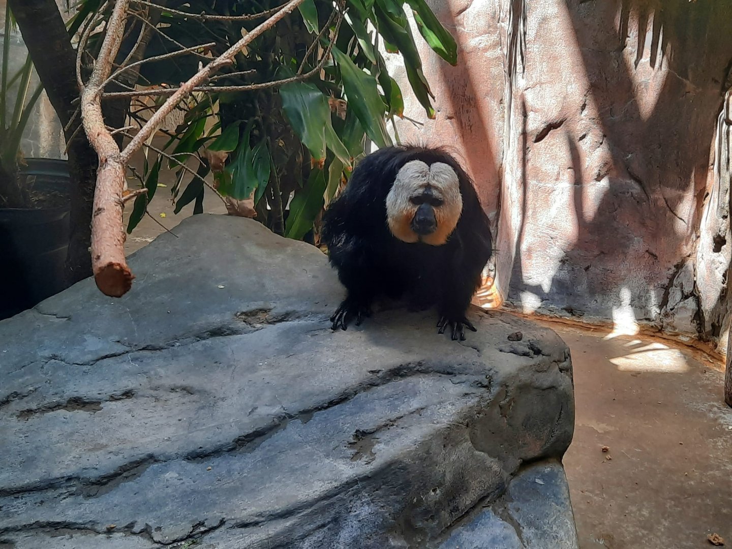 White Faced Saki