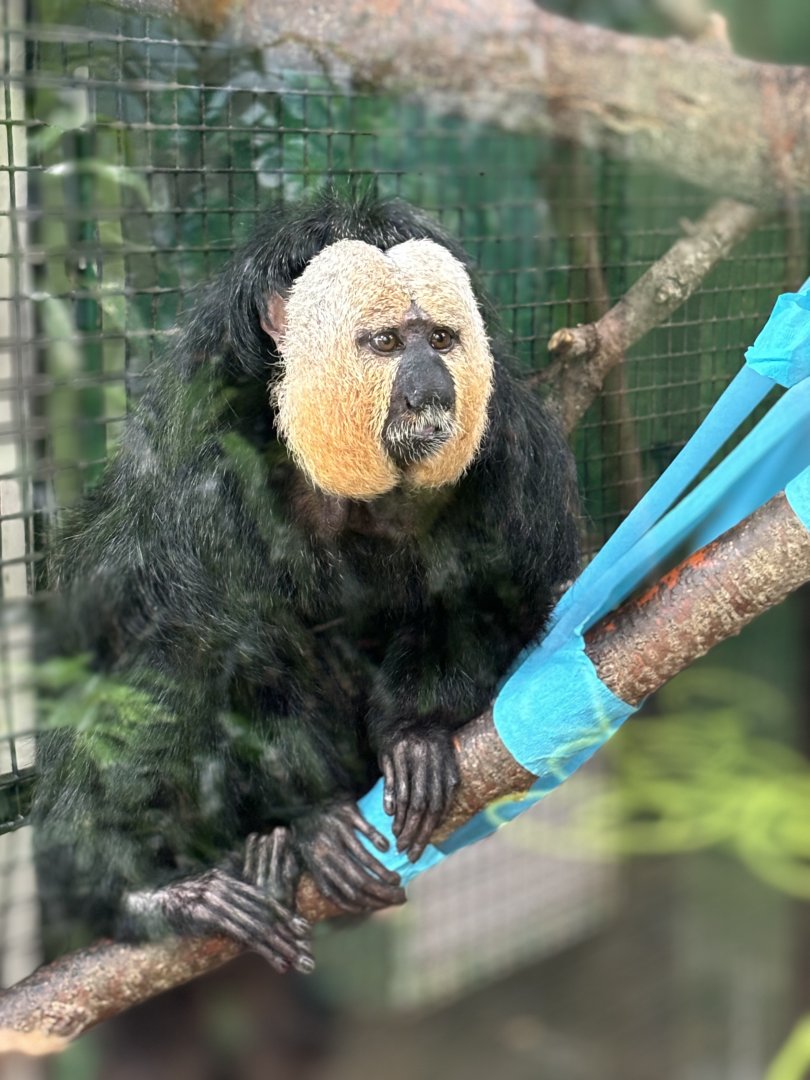 White Faced Saki