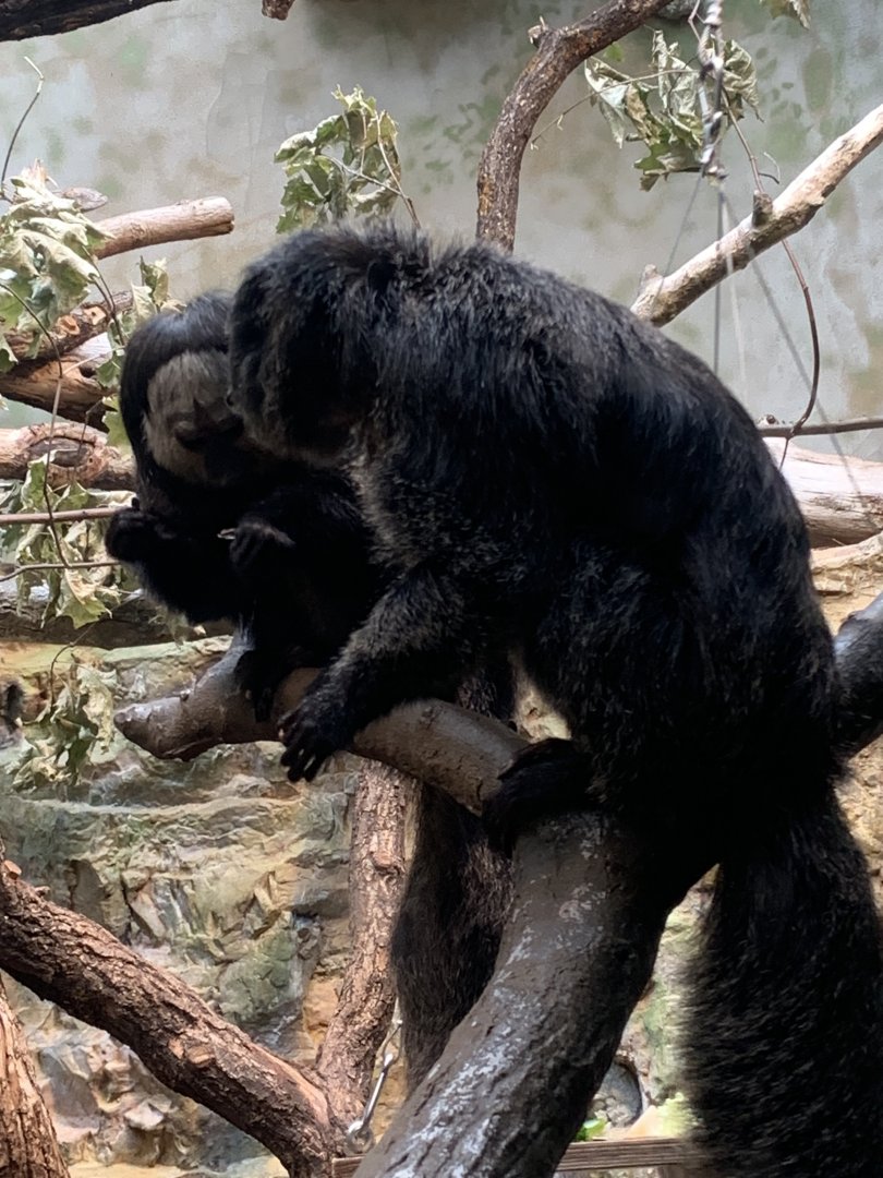 White-faced saki