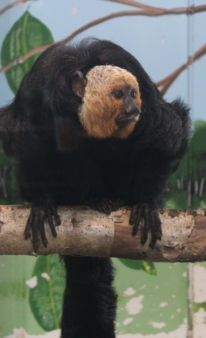 White-faced saki