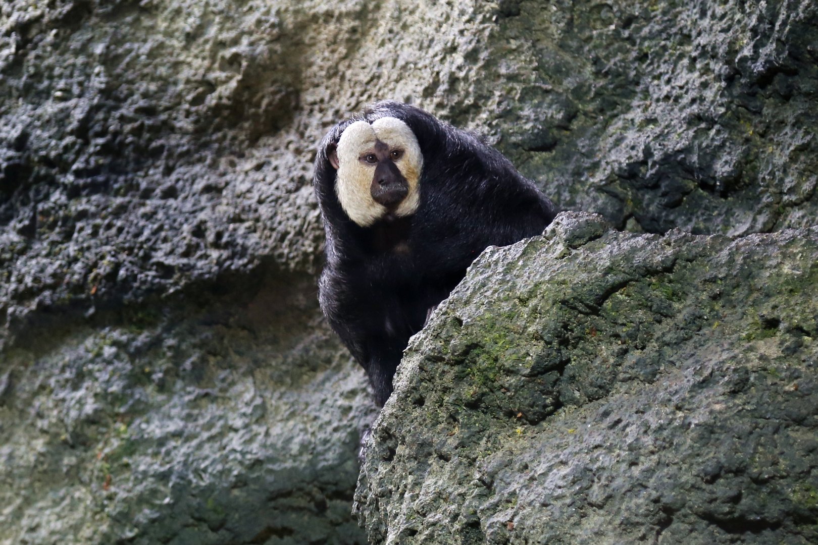 White-faced Saki