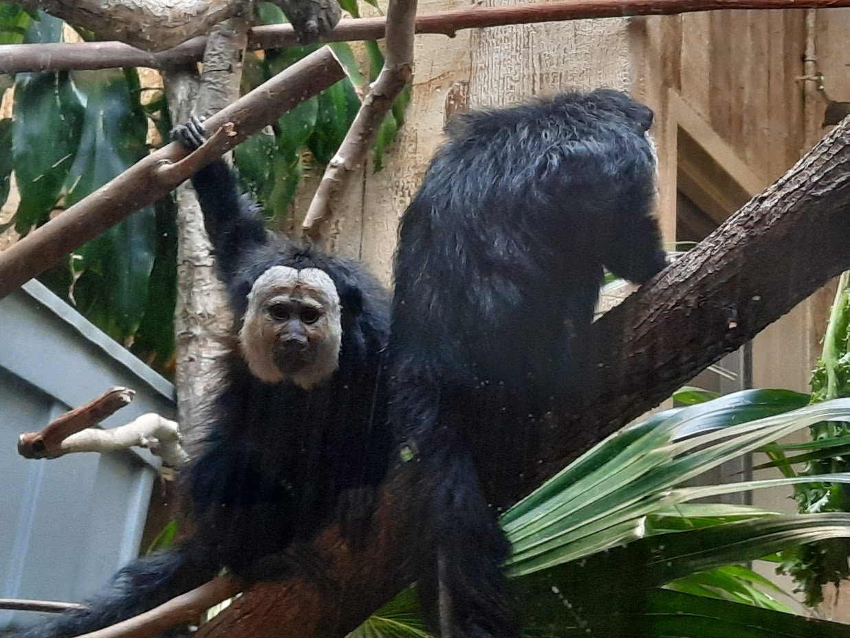 White Faced Saki