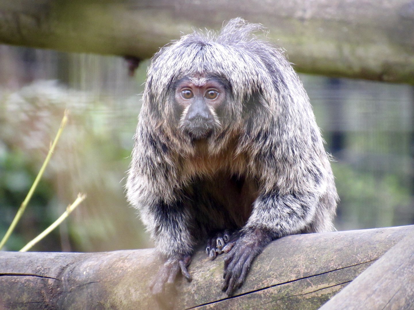 White-faced saki