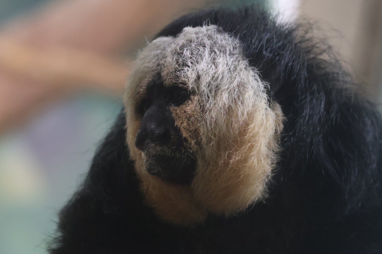 White Faced Saki