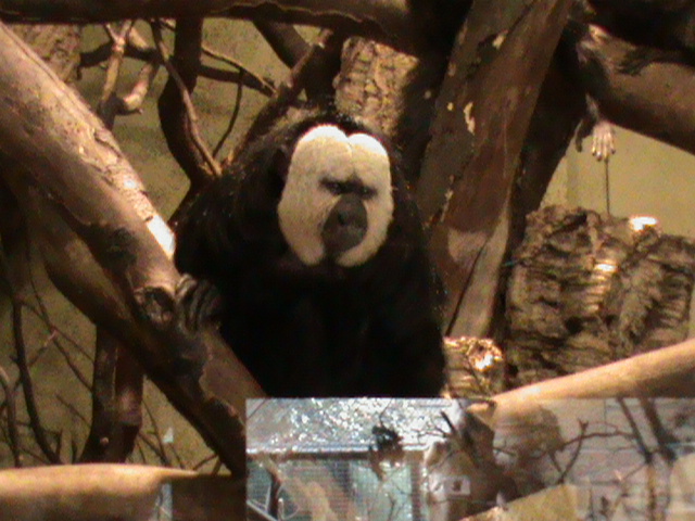white-faced saki1 04/10